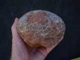 Hadrosaurus Ei