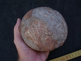 Hadrosaurus Ei