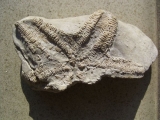 Seestern aus dem Muschelkalk