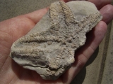Seestern aus dem Muschelkalk