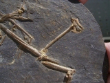 Fledermaus Hassianycteris, Grube Messel