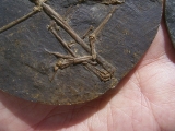 Fledermaus Hassianycteris, Grube Messel
