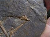 Fledermaus Hassianycteris, Grube Messel