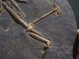 Fledermaus Hassianycteris, Grube Messel