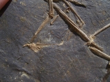 Fledermaus Hassianycteris, Grube Messel
