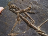 Fledermaus Hassianycteris, Grube Messel