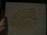 Qualle Rhizostomides, Solnhofen #1