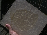 Qualle Rhizostomides, Solnhofen #1