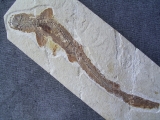 A1 Katzen-Hai Scyliorhinus spec.