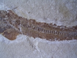 A1 Katzen-Hai Scyliorhinus spec.