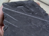 Graptolites nice contrast
