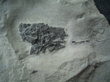 Millerosteus minor