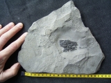 Millerosteus minor
