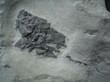 Millerosteus minor