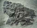Millerosteus minor