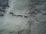 Millerosteus minor