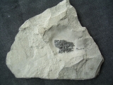 Millerosteus minor