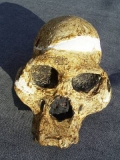 Skull Australopithecus africanus (Mrs. Ples)