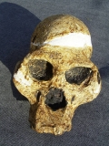 Schädel Australopithecus africanus (Mrs. Ples)