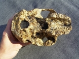 Schädel Australopithecus africanus (Mrs. Ples)