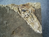 Shark fin