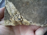 Shark fin