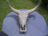 Bos spec. Schädel