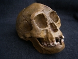 A Homo Floresiensis