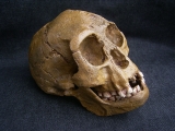 A Homo Floresiensis