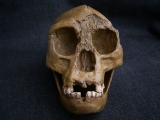 A Homo Floresiensis