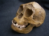 A Homo Floresiensis