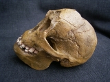 A Homo Floresiensis