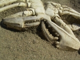 Krabbe aus dem Holozän