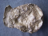 Homo Erectus Schädeldach Trinil II