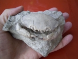 Harpactocarcinus punctulatus