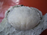 Harpactocarcinus punctulatus
