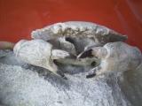 Harpactocarcinus punctulatus
