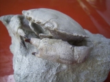 Harpactocarcinus punctulatus