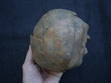 Hinterkopf des Ante-Neanderthalers von Swanscombe, England