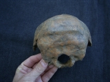 Hinterkopf des Ante-Neanderthalers von Swanscombe, England