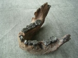 Unterkiefer von Australopithecus boisei KNM-ER 729