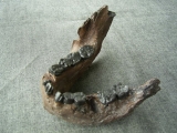 Unterkiefer von Australopithecus boisei KNM-ER 729