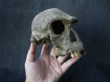 Schädel von Homo habilis KNM-ER 1813