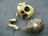 Schädel vom Kind von Taung Australopithecus africanus