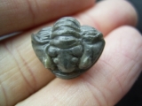 Trilobit Hydrocalymene