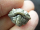 Trilobit Hydrocalymene