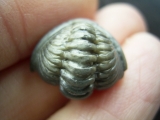 Trilobit Hydrocalymene