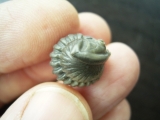 Trilobit Hydrocalymene