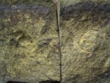 Cornuproetus spec. #2