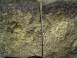 Cornuproetus spec. #2